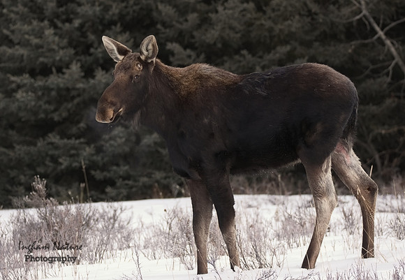 Moose - Male