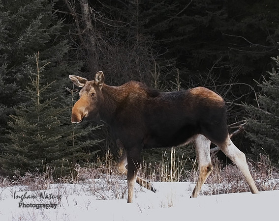 Moose - Female