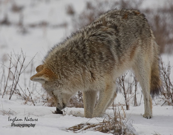 Coyote - Female