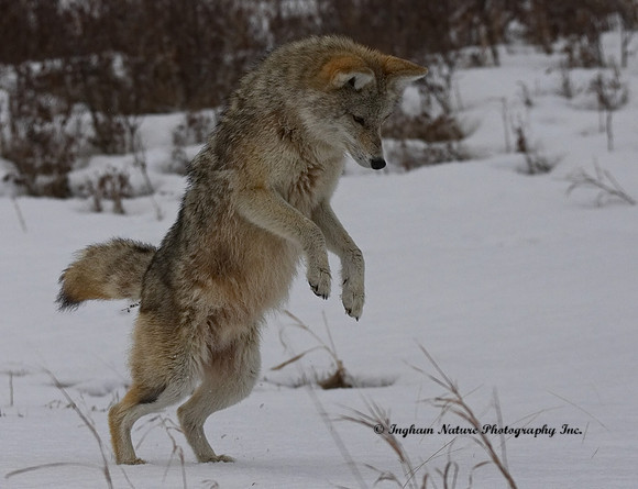 Coyote - Female