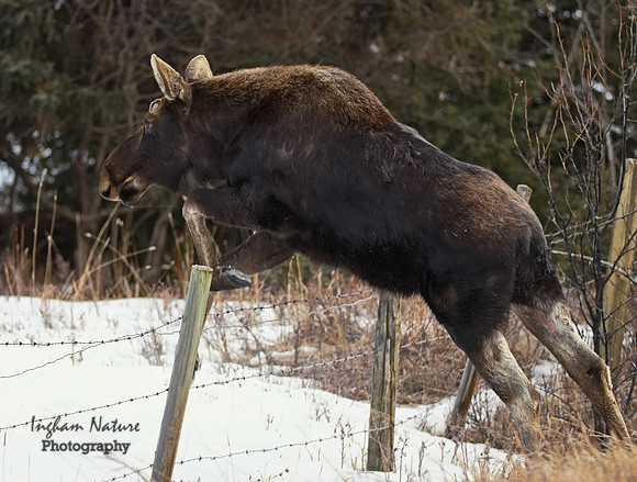 Moose - Male