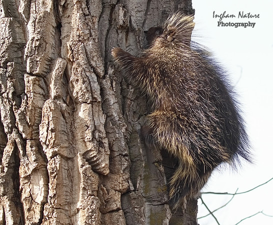 Porcupine - North American