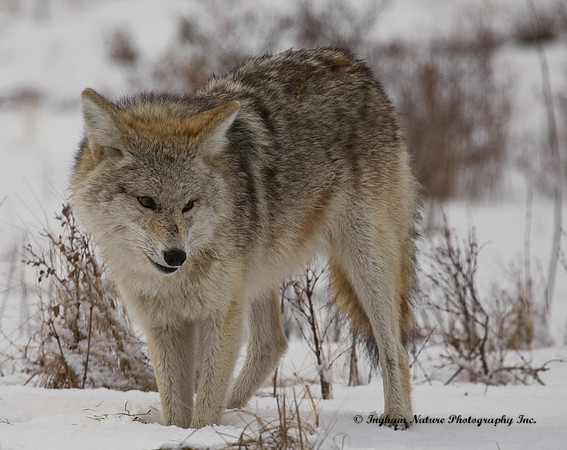 Coyote - Female