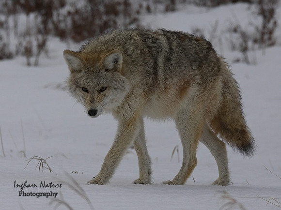 Coyote - Female