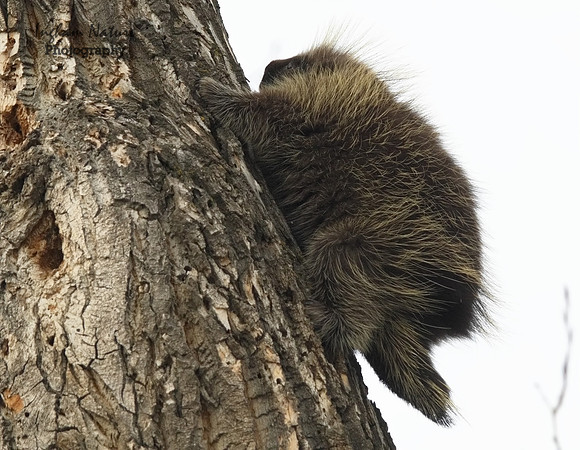Porcupine - North American