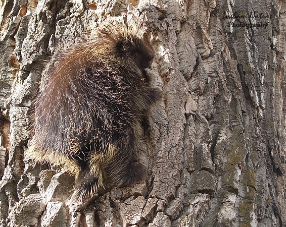 Porcupine - North American