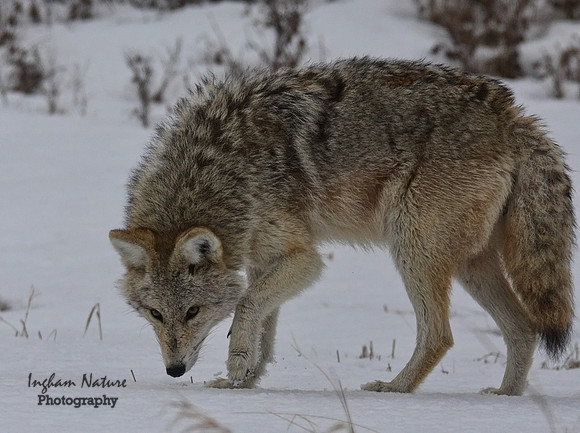 Coyote