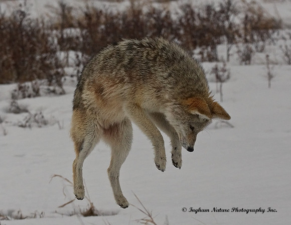 Coyote - Female