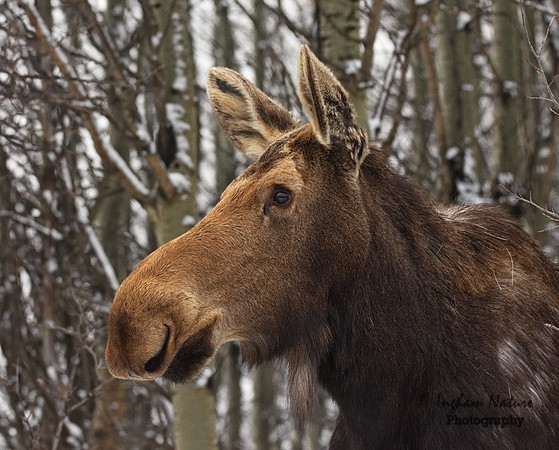 Moose