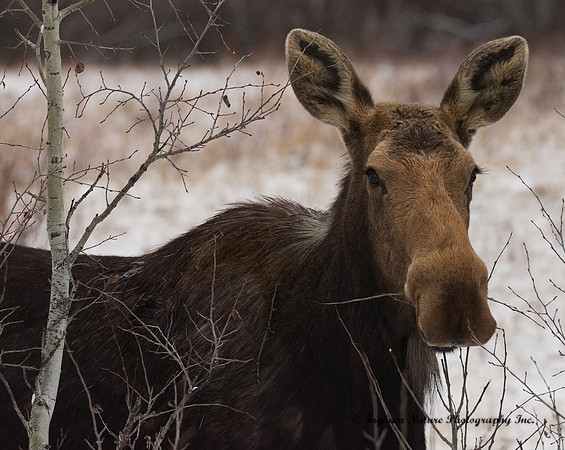 Moose - Male