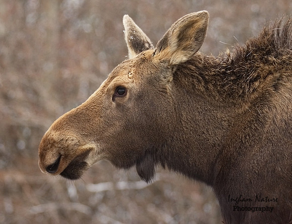Moose - Male