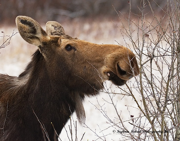 Moose - Male