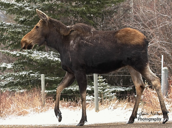 Moose - Male