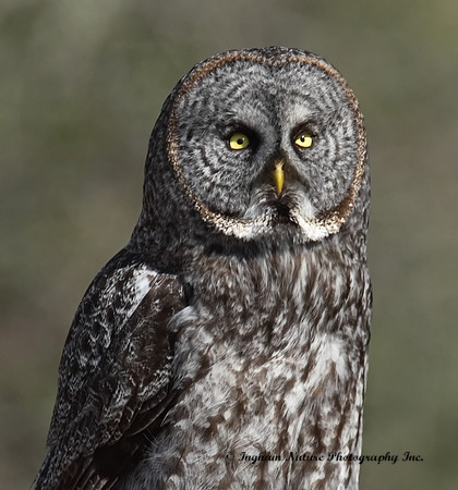 Great Gray Owl