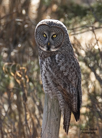 Great Gray Owl