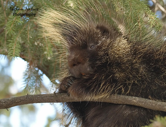 Porcupine - North American