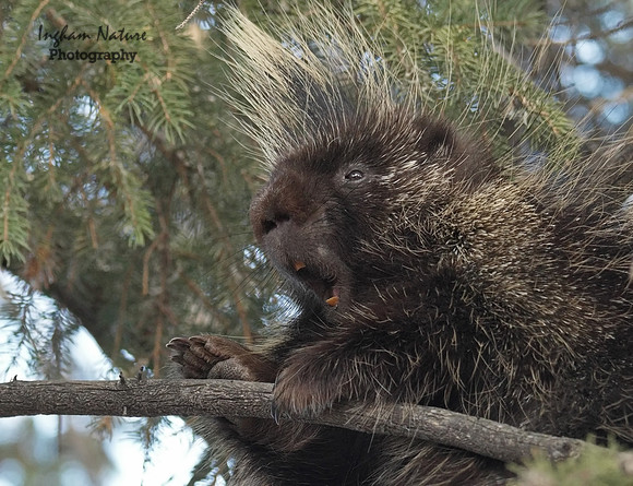 Porcupine - North American