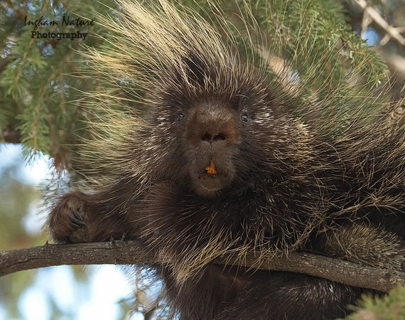 Porcupine - North American