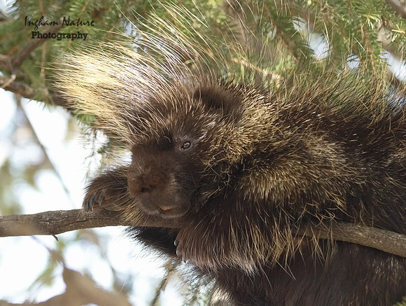 Porcupine - North American
