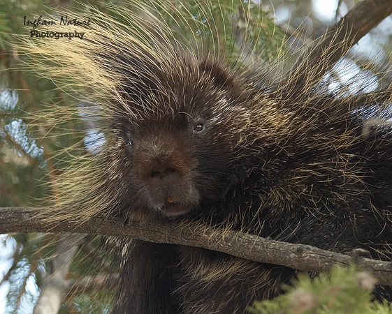 Porcupine - North American