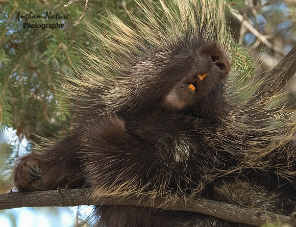 Porcupine - North American
