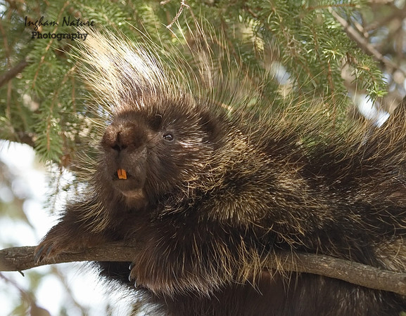 Porcupine - North American