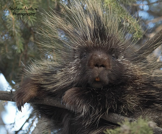 Porcupine - North American
