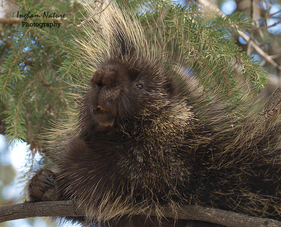 Porcupine - North American