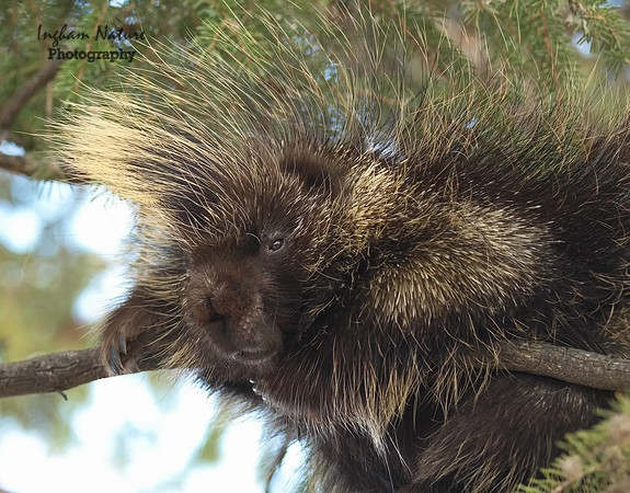 Porcupine - North American