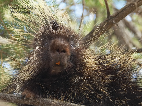 Porcupine - North American