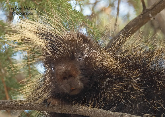 Porcupine - North American