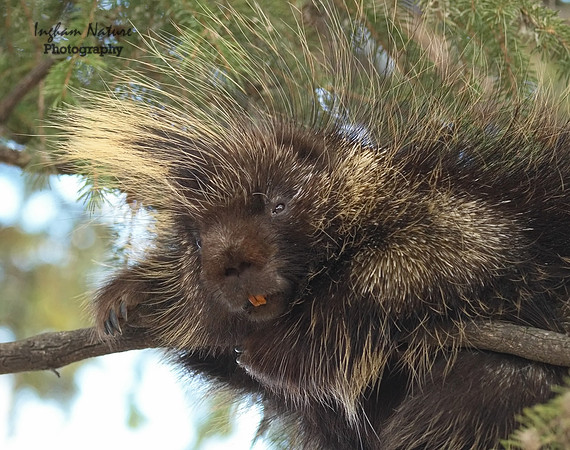 Porcupine - North American