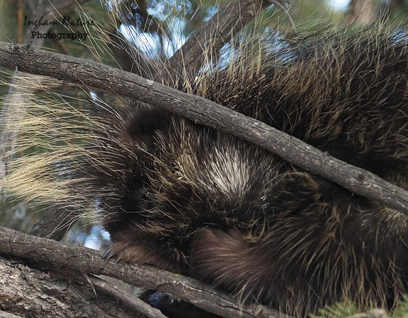 Porcupine - North American