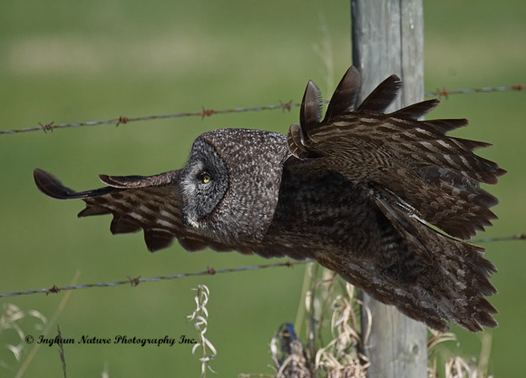 Great Gray Owl