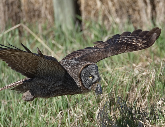 Great Gray Owl