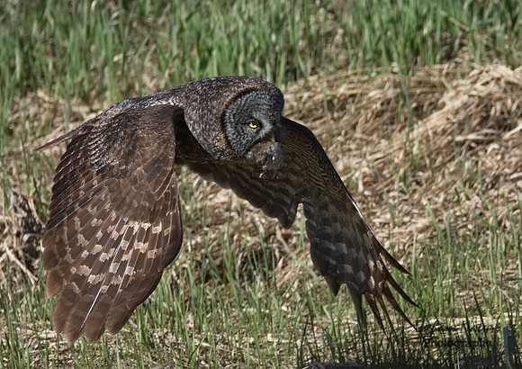 Great Gray Owl