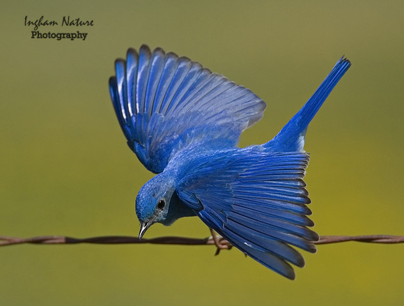 Mountain Bluebird - Male