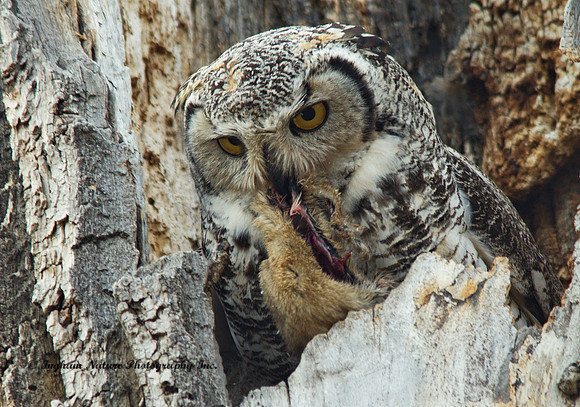 Great Horned Owl - Female