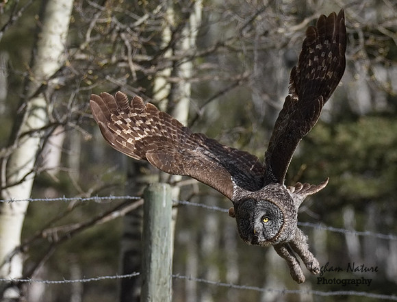 Great Gray Owl