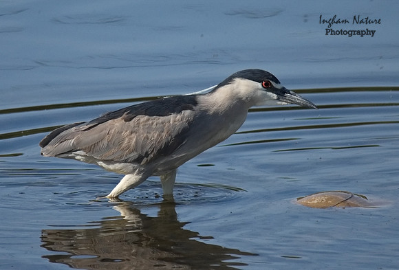 Black Crowned Night Heron