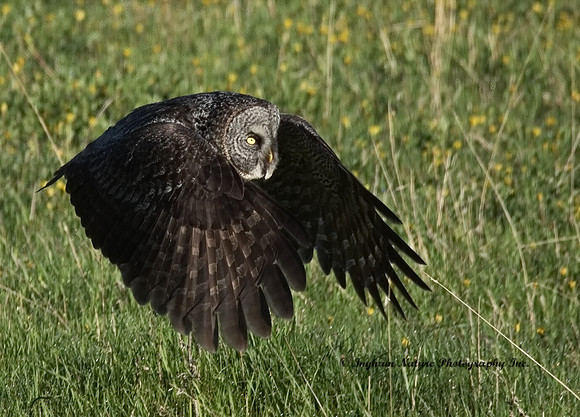 Great Gray Owl