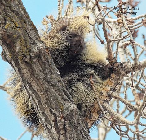 Porcupine - North American