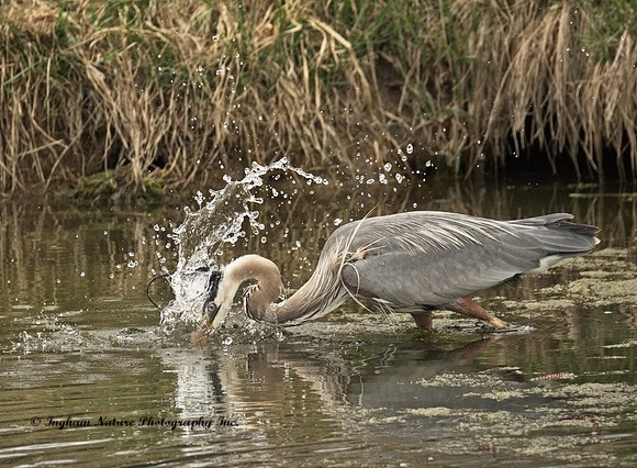 Great Blue Heron