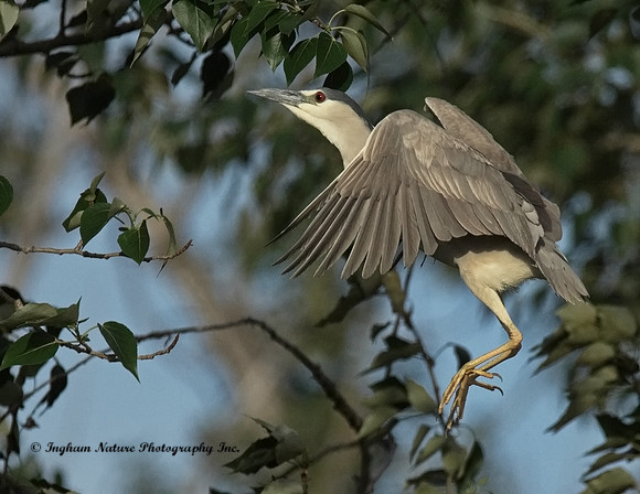 Black Crowned Night Heron