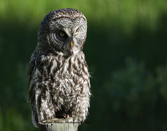 Great Gray Owl