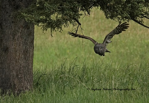 Great Gray Owl