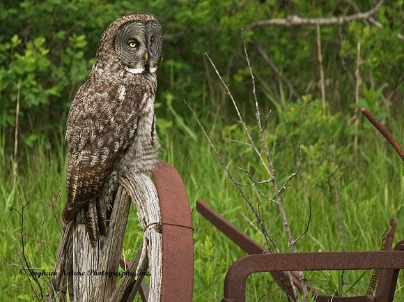 Great Gray Owl