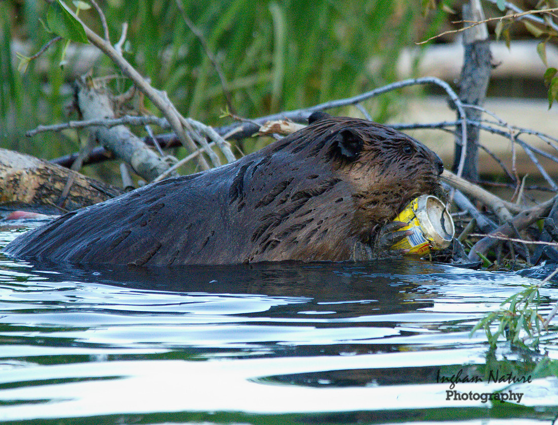 Beaver