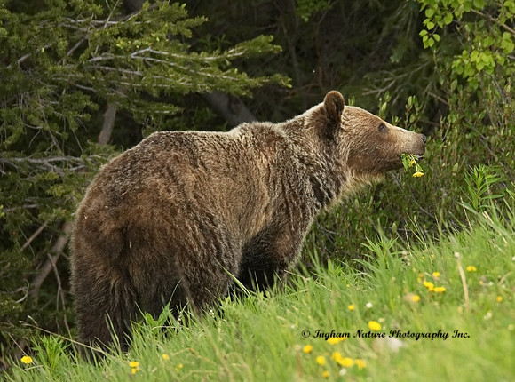 Grizzly Bear