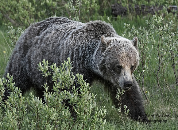Grizzly Bear